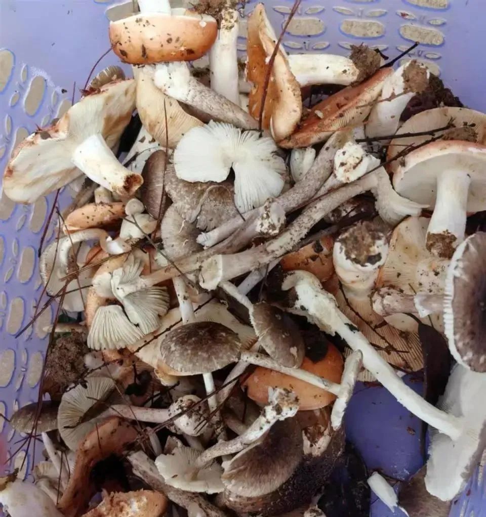 一家9口吃鹅膏菌中毒一家9口误食鹅膏菌中毒，紧急送医救治